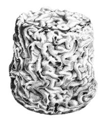 Black Sheep School of Cheesemaking, The logo